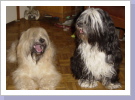 Jaso mit Tashi unser E-Wurf Jaso mit Tashi unser E-Wurf